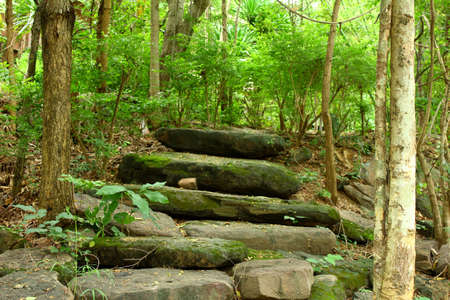forest path with stone wayの写真素材