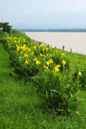  beautiful  orange Yellow canna Lilyの写真素材