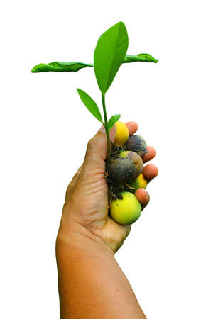 Hand and plant isolated on white background の写真素材