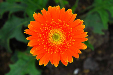 Beautiful Orange gerbera in gardenの写真素材