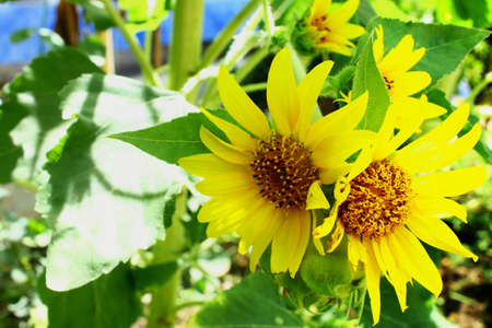 Yellow sunflower with green leafの写真素材