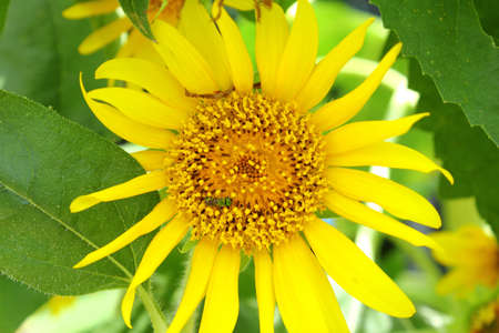 Yellow sunflower with green insectの写真素材