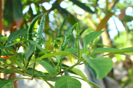 Fresh Chili on the Treeの写真素材