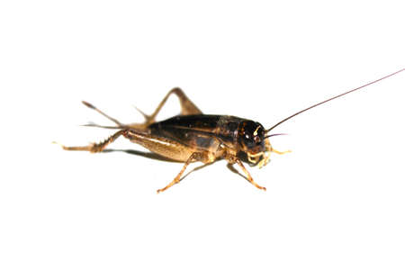 Gryllus bimaculatus cricket isolated on whiteの写真素材