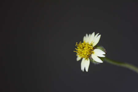 white flower on black backgroundの写真素材