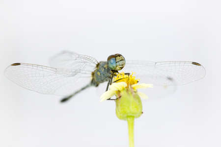 blue dragonfly  on the plant の写真素材