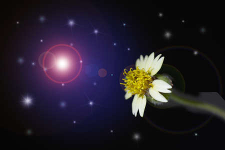 white flower on space backgroundの写真素材