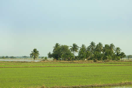 the rice farm in forestの写真素材