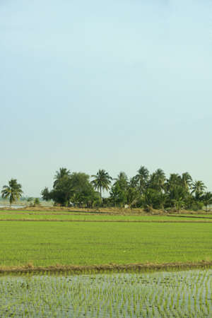 the rice farm in forestの写真素材