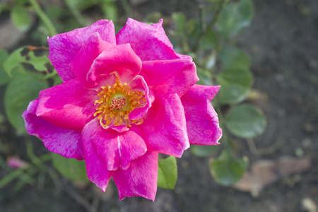 Graden pink rose on treeの写真素材