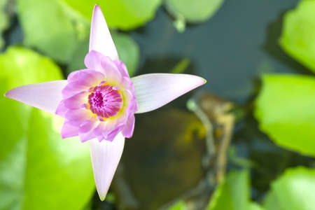 Blue water lily , Green lotusの写真素材