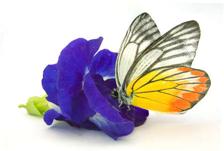 Blue Butterfly Pea  on white backgroundの写真素材