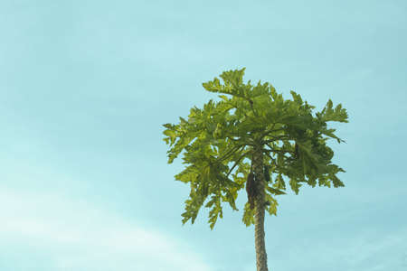 Green Papaya on the tree and blue skyの写真素材