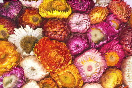 straw flower or everlasting の写真素材