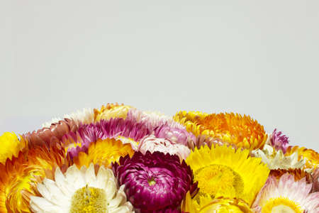 straw flower or everlastingの写真素材