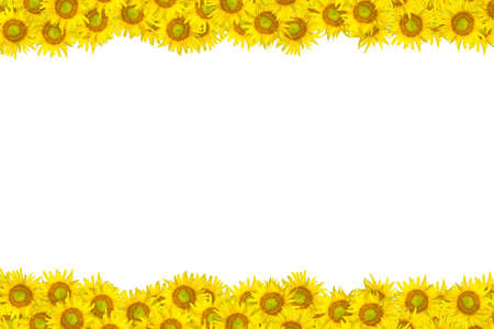 Beautiful yellow Sunflower on the white background の写真素材
