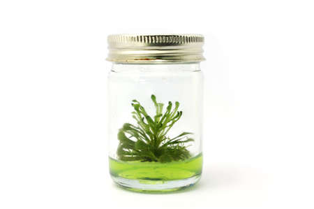 experiment of plant tissue cultureの写真素材