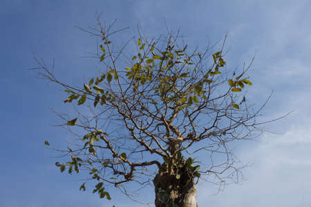 Branch tree on  background of cloud and sky の写真素材