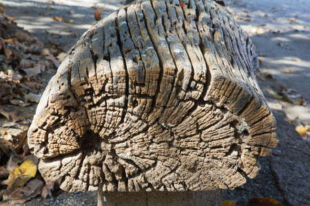 old tree log on the ground  の写真素材
