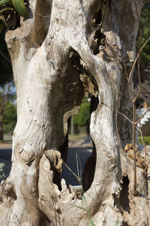 Dead tree branch outdoor on the ground  の写真素材