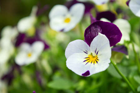 Field of pansy flowers, shallow depth of fieldの写真素材