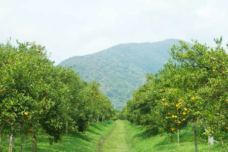 Ripe orange tree growing in the farm gardenの写真素材