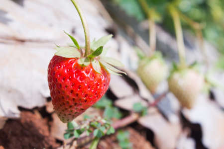 ripe red stawberries in the garden  .の写真素材