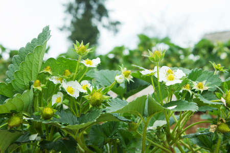 Bush of strawberries  Close-Up  strawberry flowerの写真素材