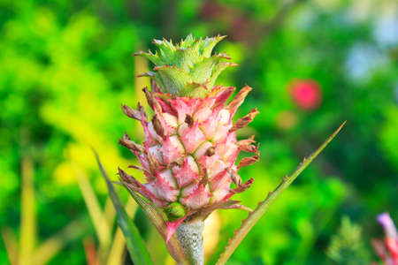 A young pineapple in the farm  の写真素材