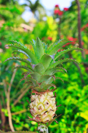 A young pineapple in the farm  の写真素材