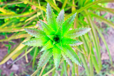 A young pineapple in the farm  の写真素材