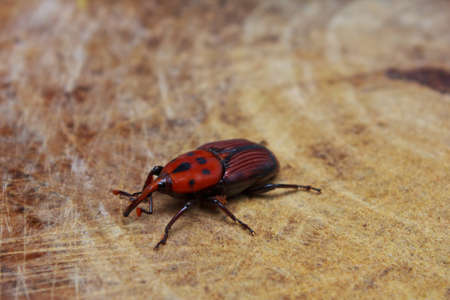 The red beetle sitting on the wood  の写真素材