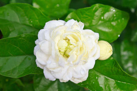 Beautiful White Jasmine Flower in The Garden