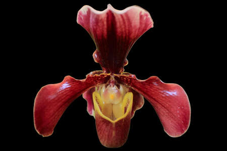 This orchid in Thai call  Ladyの写真素材