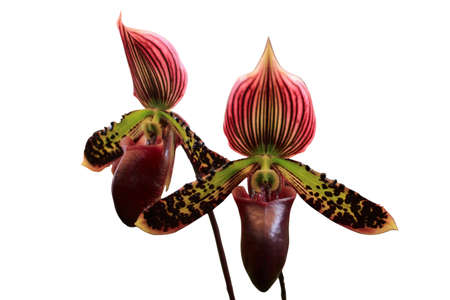 This orchid in Thai call  Ladyの写真素材