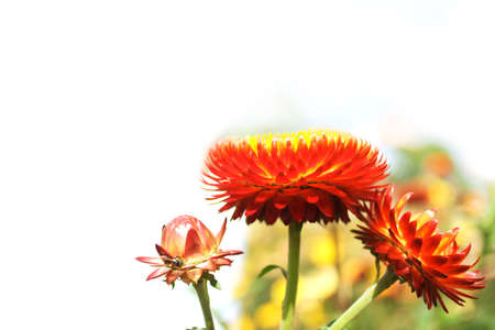 straw flower or everlasting in the gardenの写真素材