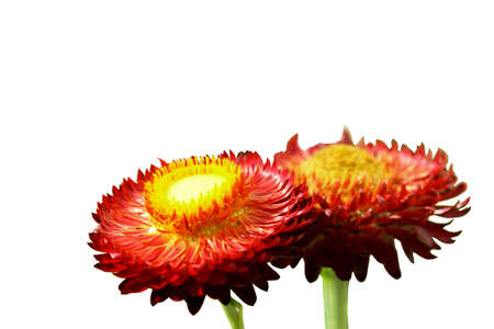 straw flower or everlasting in the gardenの写真素材