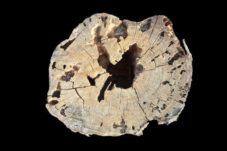 Old wooden stump isolated on the white backgroundの写真素材