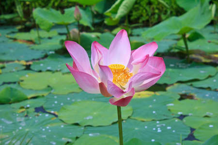 Lotus flower and Lotus flower plants  .の写真素材