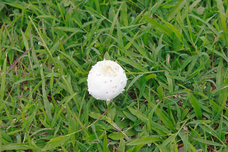 White mushroom on green grass , nature mushroomの写真素材