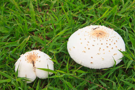 White mushroom on green grass , nature mushroomの写真素材