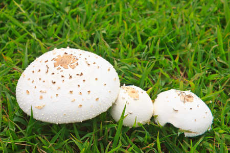 White mushroom on green grass , nature mushroomの写真素材
