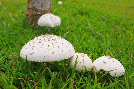 White mushroom on green grass , nature mushroomの写真素材