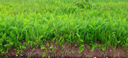 Fields of ferns , green forrest of fernsの写真素材
