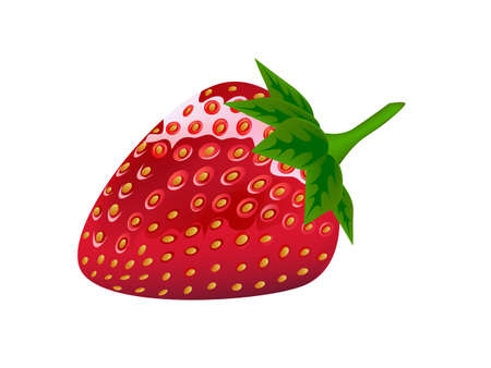 beautiful strawberries. vector illustration of a realistic  のイラスト素材