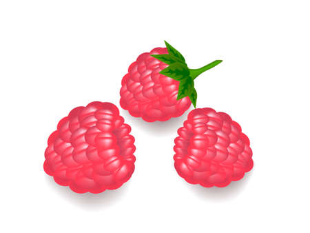 Raspberry on white background,drawing by illustrationのイラスト素材