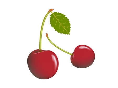  Cherries on white background,drawing by illustrationのイラスト素材
