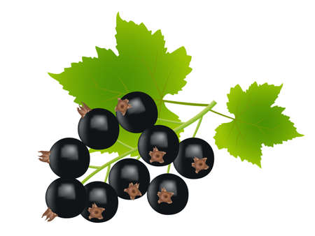 black currants on white background,drawing by illustrationのイラスト素材