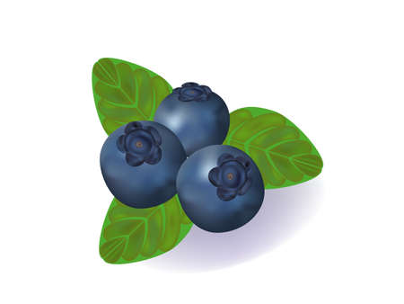 vector illustration of the blueberries with the green leaves. のイラスト素材