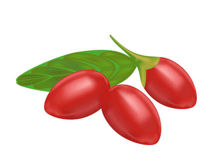 goji berry on white background,drawing by illustrationのイラスト素材